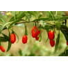 450gr. Bio Goji Beeren, Wolfsbeeren