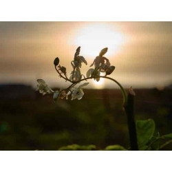 Moringa Blüten 35g