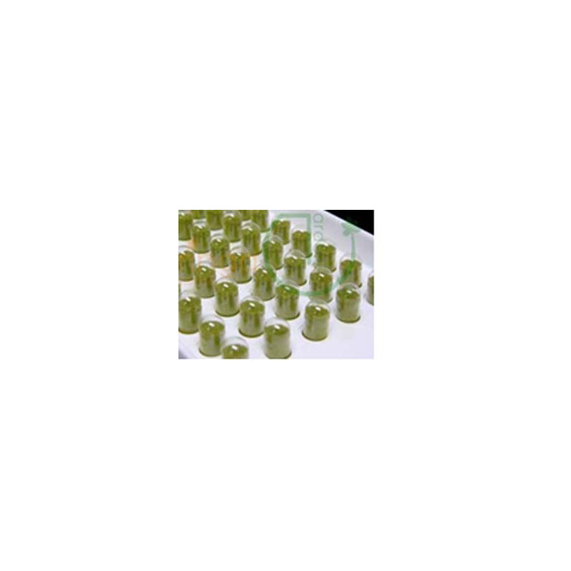 Moringa-Kapsel "Selfmade Set" Moringa-Kapsel "Selfmade Set"