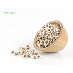 50 g Teneriffa Samen entsprechen ca. 125 bis 150 Samen
