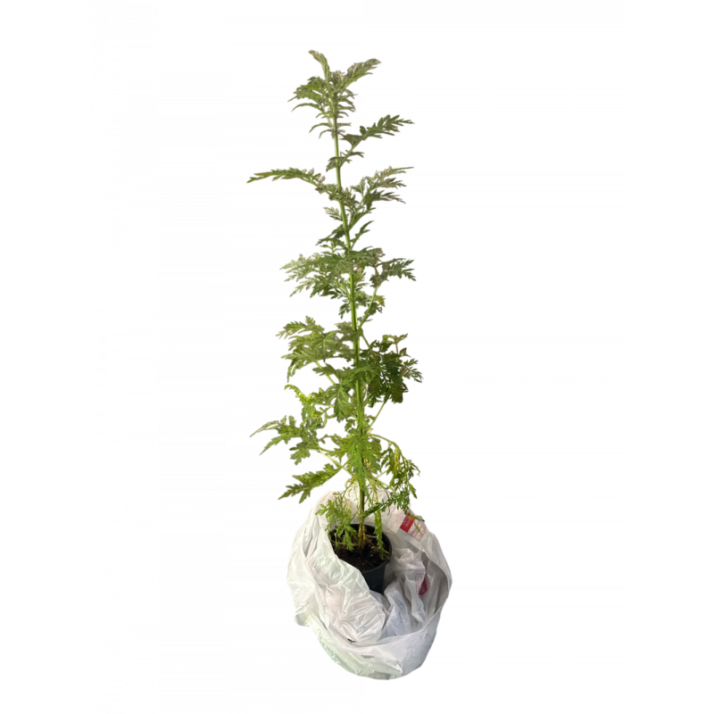 Artemisia annua Pflanze