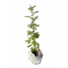 Artemisia annua Pflanze