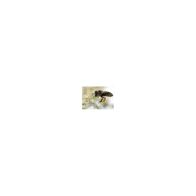 Bio-Bienenstockreiniger 0.5 Liter Bio-Bienenstockreiniger 0.5 Liter