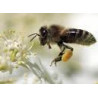 Bio-Bienenstockreiniger 0.5 Liter