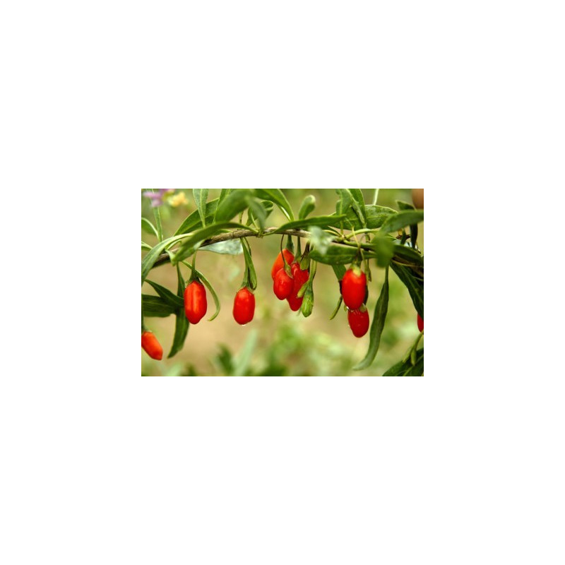 450gr. Bio Goji Beeren, Wolfsbeeren