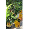 Buddhas Hand Citrus medica "Digitata"
