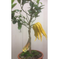 Buddhas Hand Citrus medica "Digitata"