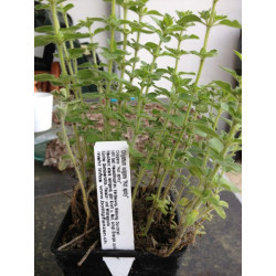 Hot spicy Oregano - Origanum vulgaris