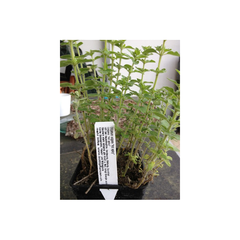 Hot spicy Oregano - Origanum vulgaris
