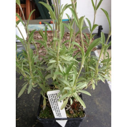 spanischer Salbei -Salvia lavendulifolia 6 StÃƒÂ¼ck