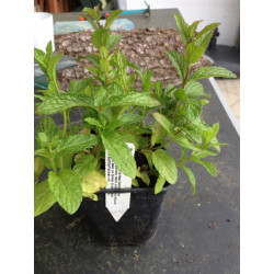Marokkanische Minze -Mentha spic. v. crispa 6 StÃƒÂ¼ck