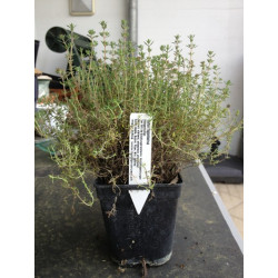 Orangenthymian - Thymus fragrantissimus 6 StÃƒÂ¼ck