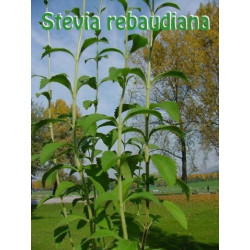 100g getrocknetes Stevia Pulver aus Stevia BlÃƒÂ¤tter
